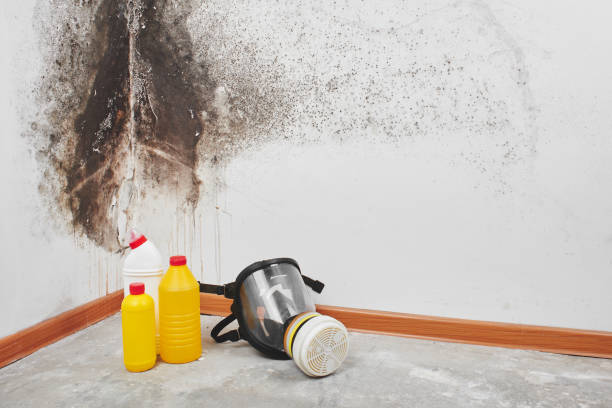 Best Black Mold Removal  in Maxwell, CA